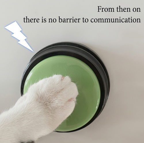  Dog pressing recordable talking button to communicate with owner at home